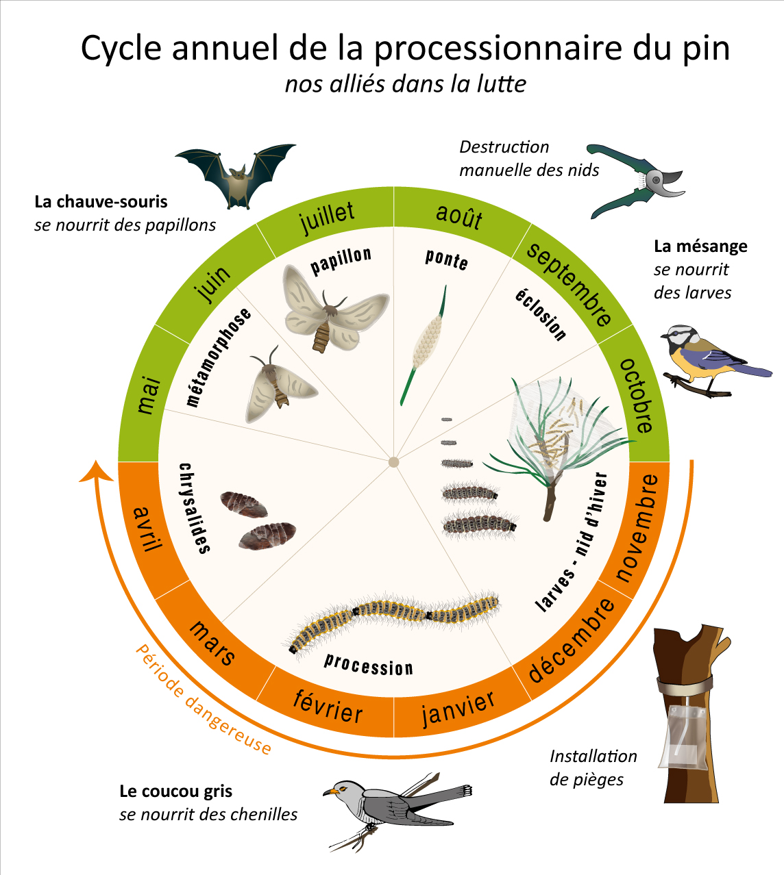 Comment piéger la chenille processionnaire du pin