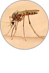 La prolifération des moustiques