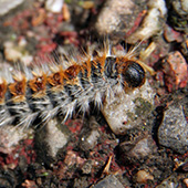 Chenille