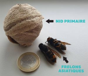 Frelon et nid